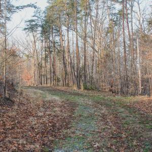 Photo #31 of 42 SHADWELL RD, KESWICK, VA 42.1 acres