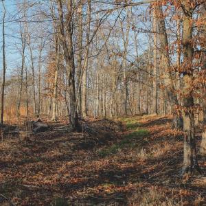 Photo #71 of 42 SHADWELL RD, KESWICK, VA 42.1 acres