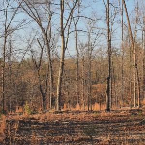 Photo #69 of 42 SHADWELL RD, KESWICK, VA 42.1 acres