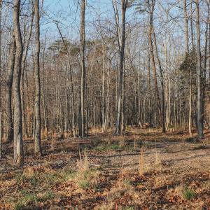 Photo #70 of 42 SHADWELL RD, KESWICK, VA 42.1 acres