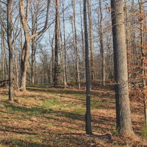 Photo #55 of 42 SHADWELL RD, KESWICK, VA 42.1 acres