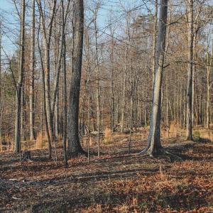 Photo #68 of 42 SHADWELL RD, KESWICK, VA 42.1 acres