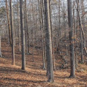 Photo #57 of 42 SHADWELL RD, KESWICK, VA 42.1 acres