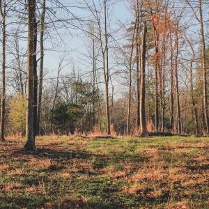 Photo #54 of 42 SHADWELL RD, KESWICK, VA 42.1 acres