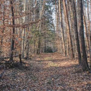 Photo #49 of 42 SHADWELL RD, KESWICK, VA 42.1 acres