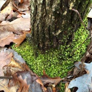 Photo #4 of tbd ROUND HILL SCHOOL RD, FORT DEFIANCE, VA 6.6 acres