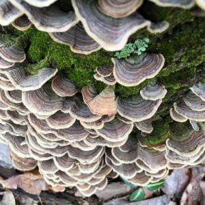 Photo #2 of tbd ROUND HILL SCHOOL RD, FORT DEFIANCE, VA 6.6 acres