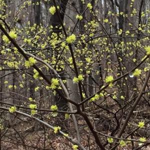 Photo #4 of tbd ROUND HILL SCHOOL RD, FORT DEFIANCE, VA 6.6 acres