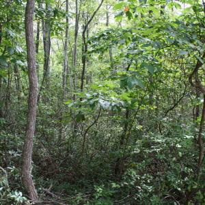 Photo #1 of HIGH VALLEY SOUTH, MONTEREY, VA 5.0 acres