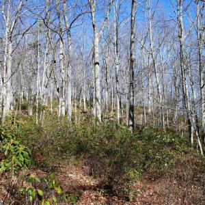 Photo #2 of HIGH VALLEY SOUTH, MONTEREY, VA 5.0 acres