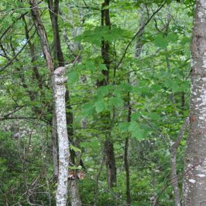 Photo #4 of HIGH VALLEY SOUTH, MONTEREY, VA 5.0 acres