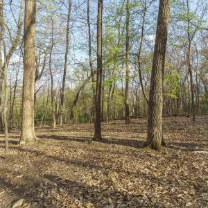 Photo #9 of Lot 42 TREE HOUSE PL, NELLYSFORD, VA 10.0 acres