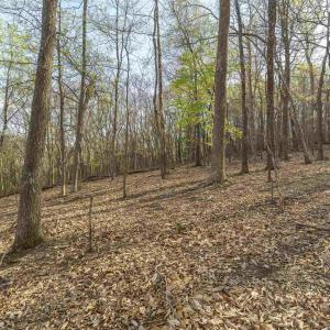 Photo #8 of Lot 42 TREE HOUSE PL, NELLYSFORD, VA 10.0 acres