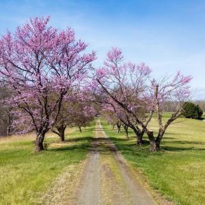 Photo #1 of Lot 17R MIMOSA LN, FABER, VA 2.4 acres