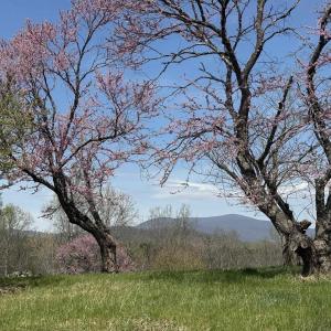 Photo #11 of Lot 17R MIMOSA LN, FABER, VA 2.4 acres