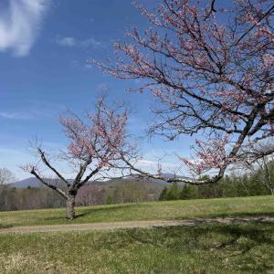 Photo #9 of Lot 17R MIMOSA LN, FABER, VA 2.4 acres