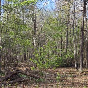 Photo #3 of TBD SCENIC HWY, MOUNT SOLON, VA 3.2 acres