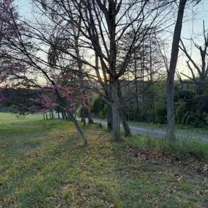 Photo #15 of TBD BLOOMER SPRINGS RD, MCGAHEYSVILLE, VA 10.5 acres