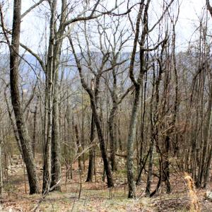 Photo #7 of HIGH VALLEY DR, MONTEREY, VA 20.0 acres