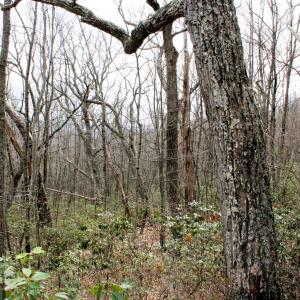 Photo #4 of HIGH VALLEY DR, MONTEREY, VA 20.0 acres