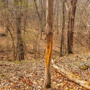 Photo #43 of 163 acres HOPKINS GAP RD, FULKS RUN, VA 163.7 acres