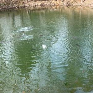 Photo #21 of 163 acres HOPKINS GAP RD, FULKS RUN, VA 163.7 acres