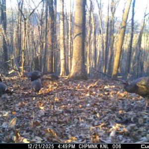 Photo #51 of 163 acres HOPKINS GAP RD, FULKS RUN, VA 163.7 acres