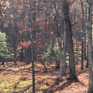 Photo #58 of 163 acres HOPKINS GAP RD, FULKS RUN, VA 163.7 acres