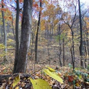 Photo #60 of 163 acres HOPKINS GAP RD, FULKS RUN, VA 163.7 acres