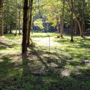 Photo #55 of 163 acres HOPKINS GAP RD, FULKS RUN, VA 163.7 acres