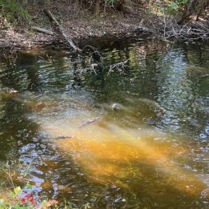 Photo #21 of 163 acres HOPKINS GAP RD, FULKS RUN, VA 163.7 acres