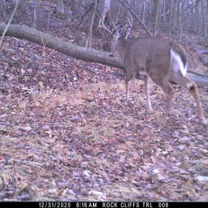 Photo #52 of 163 acres HOPKINS GAP RD, FULKS RUN, VA 163.7 acres