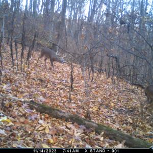 Photo #46 of 163 acres HOPKINS GAP RD, FULKS RUN, VA 163.7 acres