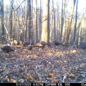 Photo #63 of Lot 1 HOPKINS GAP RD, FULKS RUN, VA 81.9 acres