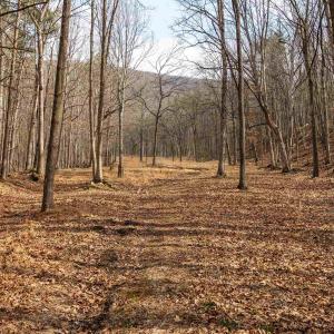 Photo #72 of Lot 1 HOPKINS GAP RD, FULKS RUN, VA 81.9 acres