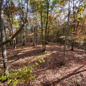 Photo #66 of Lot 1 HOPKINS GAP RD, FULKS RUN, VA 81.9 acres