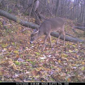 Photo #62 of Lot 1 HOPKINS GAP RD, FULKS RUN, VA 81.9 acres