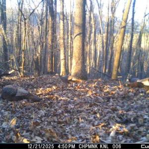 Photo #64 of Lot 1 HOPKINS GAP RD, FULKS RUN, VA 81.9 acres