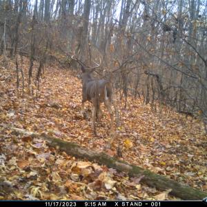 Photo #59 of Lot 1 HOPKINS GAP RD, FULKS RUN, VA 81.9 acres