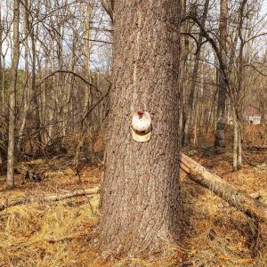 Photo #53 of Lot 1 HOPKINS GAP RD, FULKS RUN, VA 81.9 acres