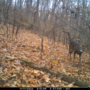 Photo #60 of Lot 1 HOPKINS GAP RD, FULKS RUN, VA 81.9 acres