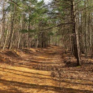 Photo #71 of Lot 1 HOPKINS GAP RD, FULKS RUN, VA 81.9 acres