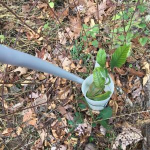 Photo #35 of 81.5 Acres HOPKINS GAP RD, FULKS RUN, VA 81.5 acres