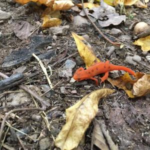 Photo #38 of 81.5 Acres HOPKINS GAP RD, FULKS RUN, VA 81.5 acres