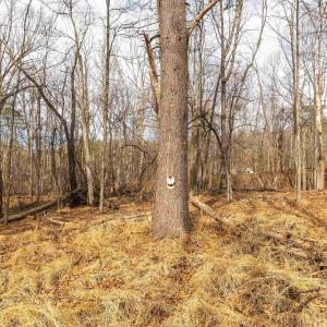 Photo #44 of 81.5 Acres HOPKINS GAP RD, FULKS RUN, VA 81.5 acres