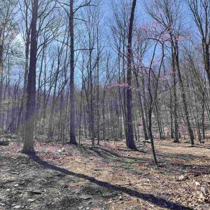 Photo #31 of 81.5 Acres HOPKINS GAP RD, FULKS RUN, VA 81.5 acres