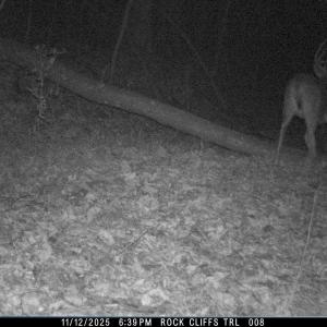 Photo #20 of 81.5 Acres HOPKINS GAP RD, FULKS RUN, VA 81.5 acres