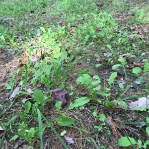 Photo #59 of 81.5 Acres HOPKINS GAP RD, FULKS RUN, VA 81.5 acres