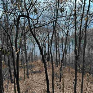 Photo #52 of 81.5 Acres HOPKINS GAP RD, FULKS RUN, VA 81.5 acres