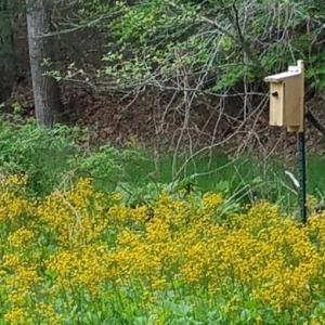 Photo #36 of 81.5 Acres HOPKINS GAP RD, FULKS RUN, VA 81.5 acres